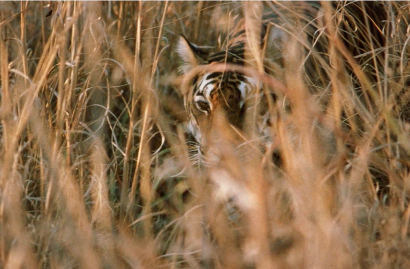 Resan i Indien – till tigerland